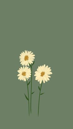 three white daisies on a green background