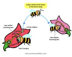 the diagram shows how bees are attached to their body, and what they can do with them