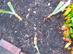 some plants are growing out of the ground