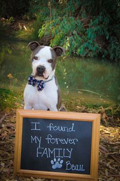 a dog sitting next to a sign that says i found my forever family beau