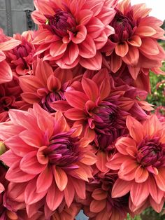 a bunch of pink flowers are in a vase