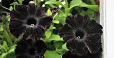 some black flowers are growing in the grass