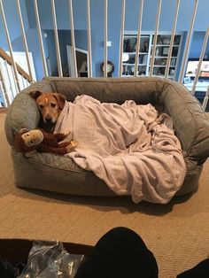 a dog is laying in his bed on the floor