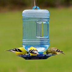 two birds are perched on a bird feeder with water in the beak and one is eating from it