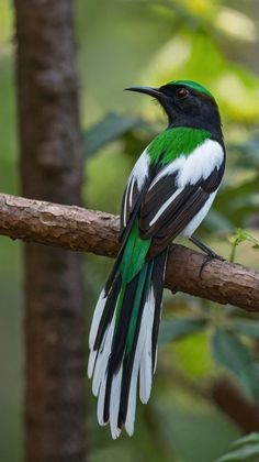 a green and white bird sitting on top of a tree branch