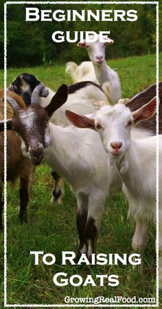 the beginner's guide to raising goats