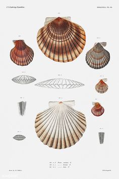 three different types of seashells are shown in this illustration, one is red and the other is white