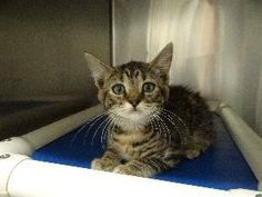 a small kitten sitting on top of a blue mat