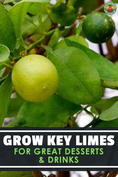 grow key limes for great desserts and drinks with this guide to growing them