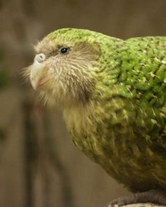 a small green bird sitting on top of a tree branch with its head turned to the side