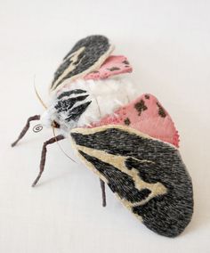 two moths sitting on top of each other next to one another with white and black wings