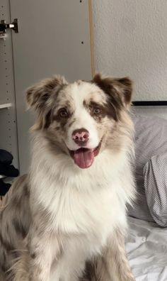 a brown and white dog sitting on top of a bed