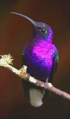 a purple bird sitting on top of a tree branch