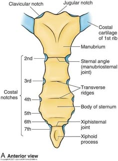 the anatomy of the female pel girdle and its major parts labeled below