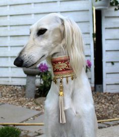 a white dog wearing a red and gold collar with tassels on it's neck