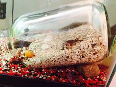 a fish tank filled with gravel and rocks