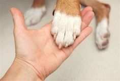 a person holding a small dog's paw in their hand