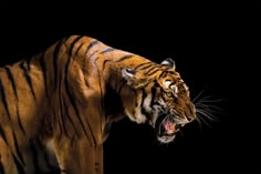 a large tiger with its mouth open and it's teeth wide open in front of a black background