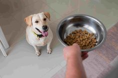 a person holding a bowl with food in it next to a dog on the floor