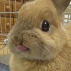 a close up of a rabbit in a cage with its mouth open and eyes wide open