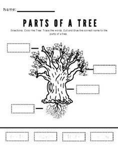 the parts of a tree worksheet for kids to practice their language and writing skills