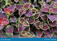 purple and green plants with red leaves stock photo image of plant, garden - 569874