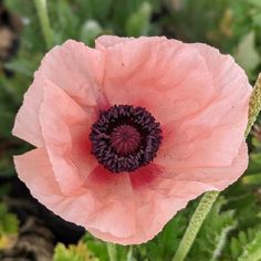 a pink flower with black center surrounded by green leaves