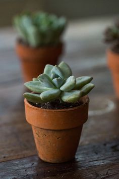 three small succulents in clay pots on a table