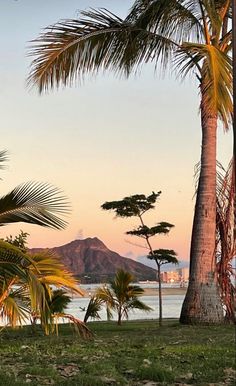 palm trees and mountains in the background at sunset or dawn, with an island in the distance