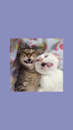 a cat and a dog are laying together on a blanket with their mouths wide open