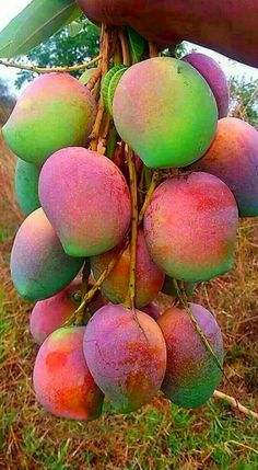 a bunch of fruit that is hanging from a tree in someone's hand,