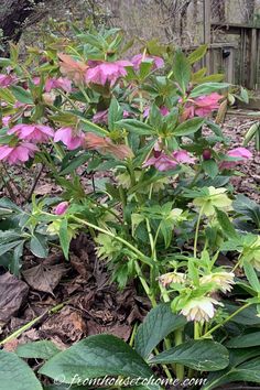 pink flowers are blooming in the garden next to green leaves and dirt on the ground