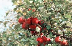 an apple tree filled with lots of red apples