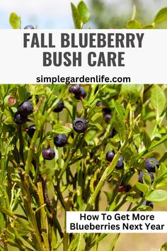 blueberry bush with text overlay that reads, fall blueberry bush care simple garden life com how to get more blueberries next year