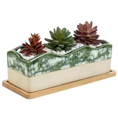 three succulents in a green and white planter on a wooden stand