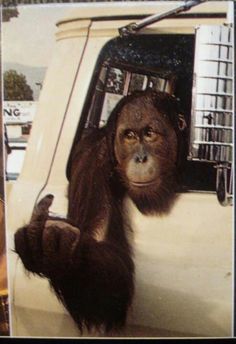 an orangutan hanging out the window of a car with its hand up to it's side