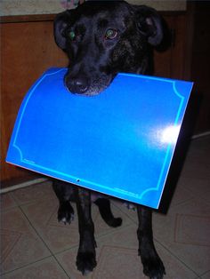 a black dog is holding a blue board in its mouth and looking at the camera