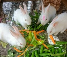 four white rabbits eating carrots and green beans