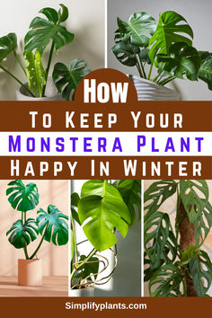 how to keep your monster plant happy in winter