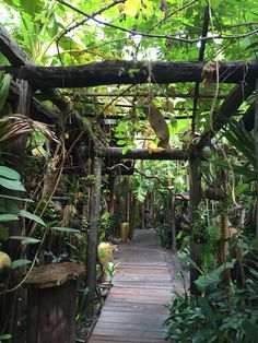 a wooden walkway surrounded by lots of green plants and trees in a tropical garden area