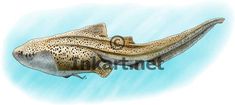 an illustration of a stingfish swimming in the water