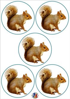 four different pictures of a squirrel in the same circle