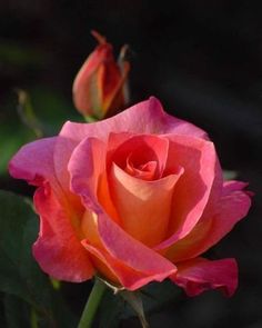 an orange and pink rose is blooming in the sun