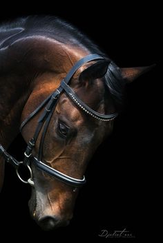 a brown horse with a bridle on it's head is shown against a black background