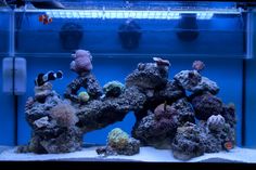 an aquarium filled with lots of different types of corals and sea creatures in it