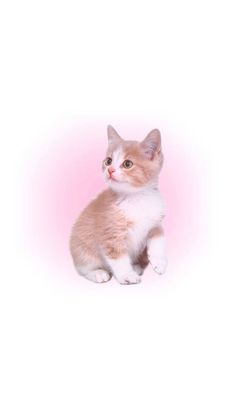 an orange and white cat sitting on top of a pink background