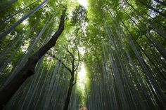 an image of a bamboo forest that is very tall