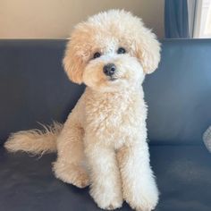 a small white dog sitting on top of a blue couch