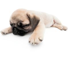 a small pug dog laying on the floor with it's head down and eyes closed