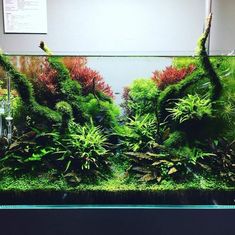 an aquarium filled with lots of green plants